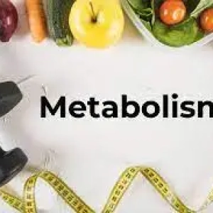 عملية الأيض